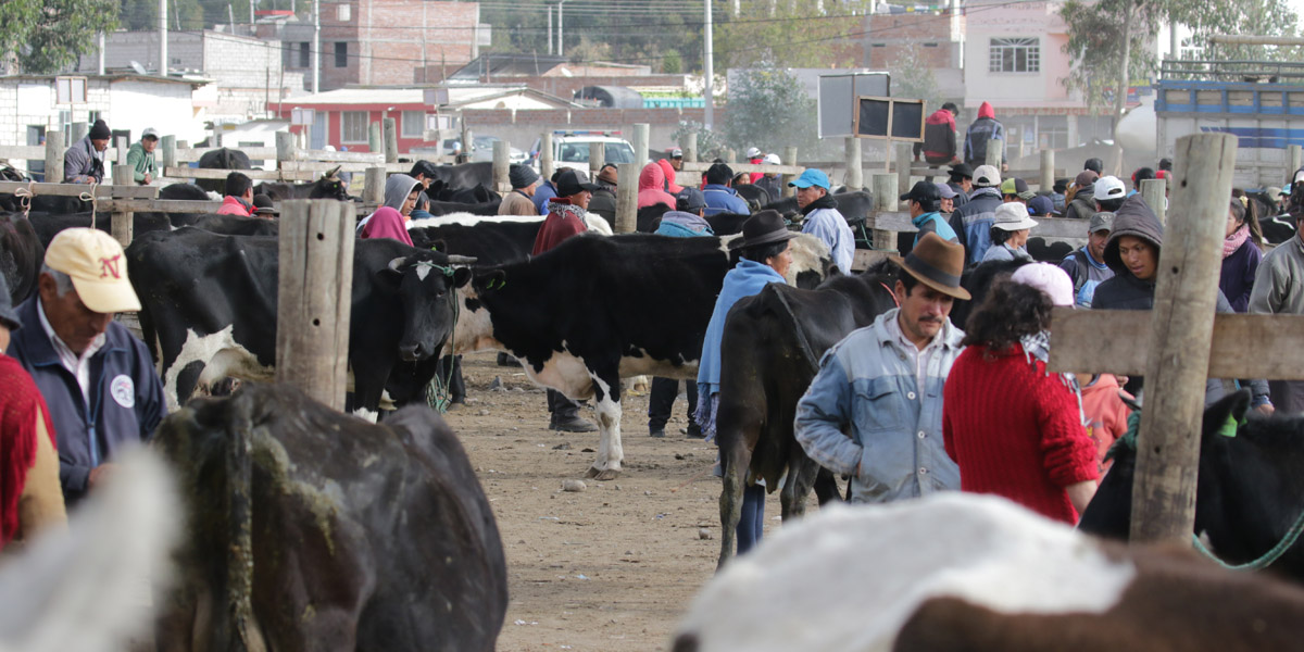 Cattlemarket Riobamba